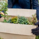 Čím nahradiť krušpán