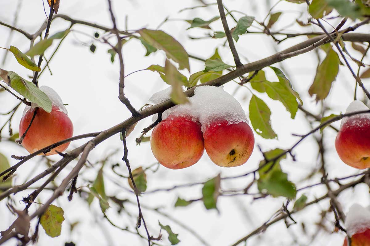 Jabloň s plodmi v zime