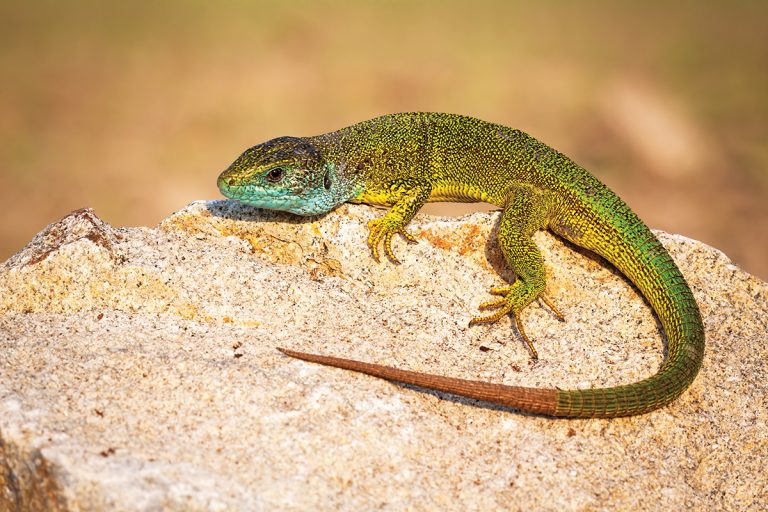 Jašterice, milovníčky slnka a požierače pavúkov. Ako im uľahčiť život v našej záhrade?