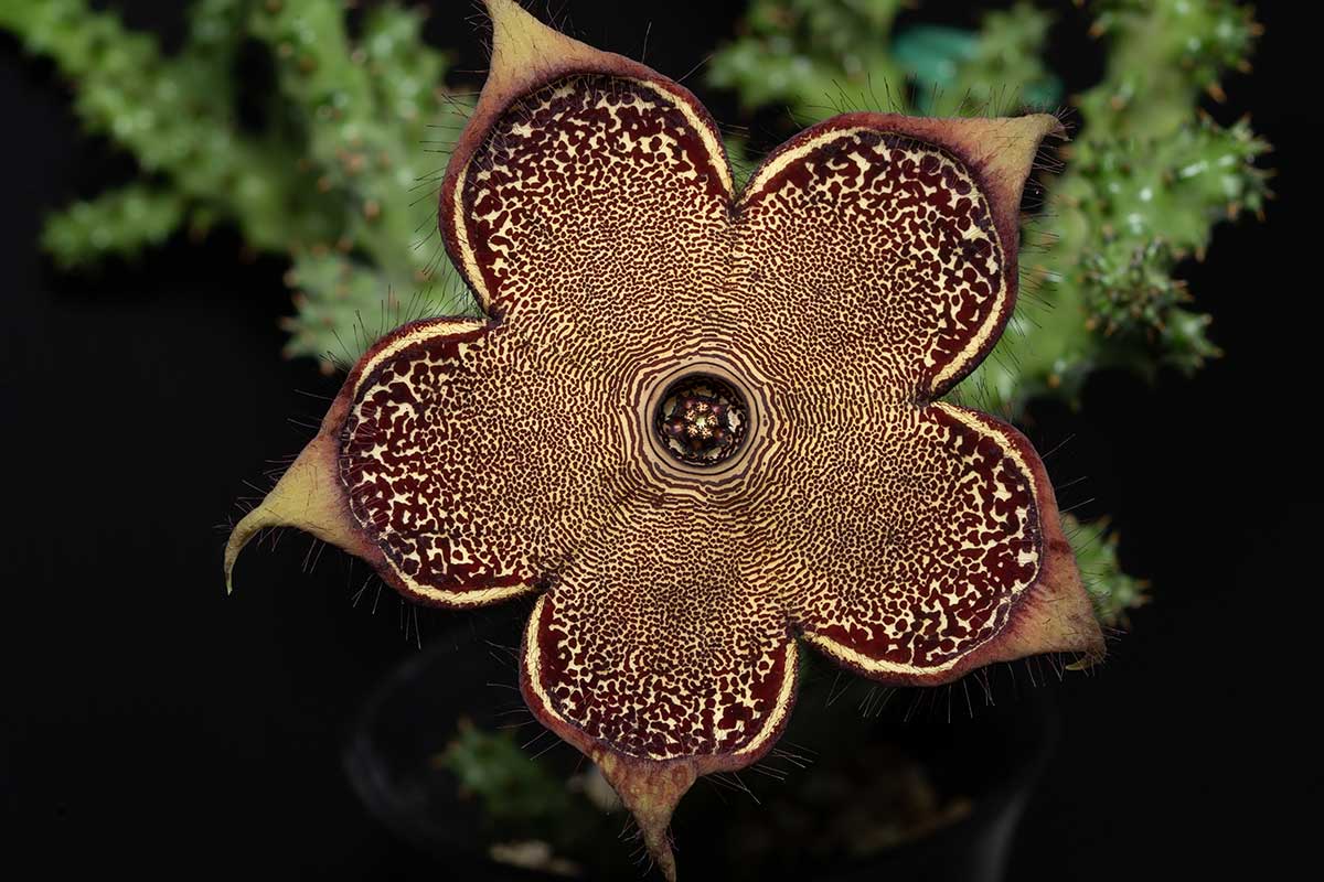 Edithcolea grandis