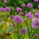 Najkrajšie cibuľoviny a hľuznaté rastliny