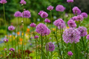 Prehľad 50 najkrajších cibuľovín a hľuznatých rastlín: Vysaďte ich teraz a objavujte rozmanitosť kvetov počas celej jari