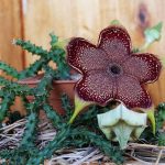 Kvet Perzský koberec