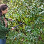 Orezanie dlhých letorastov