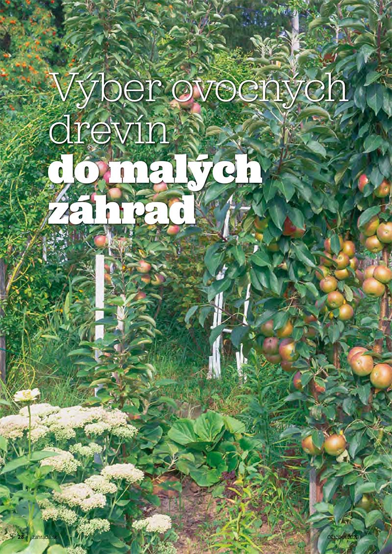 Ovocné dreviny do malých záhrad