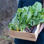 Zber mangoldu zo záhrady