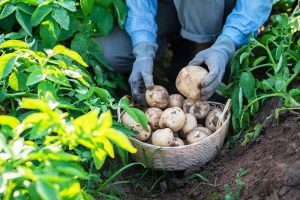 Nedarí sa vám dopestovať zemiaky ani cibuľu? Informácia o pH pôdy nemusí stačiť