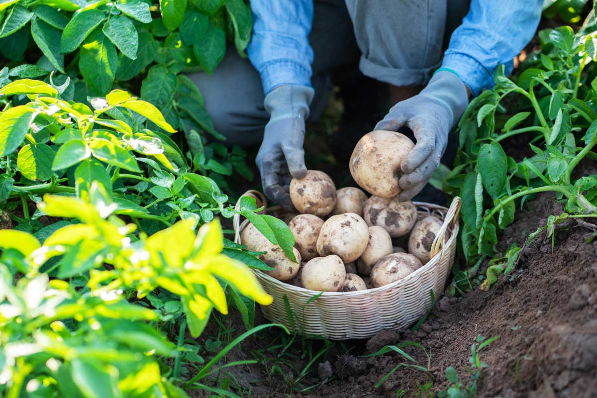 Pestovanie zemiakov v pôde