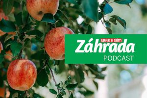 Podcast Záhrada o výsadbe ovocných stromov