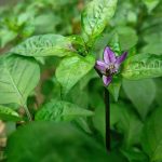 Prepeľovanie pri paprikovitých rastlinách