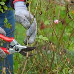 Skracovanie výšky kra čistým rezom