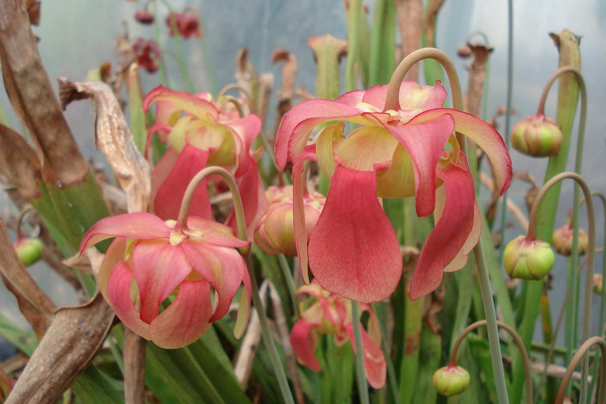 Sarracenia x rehderii