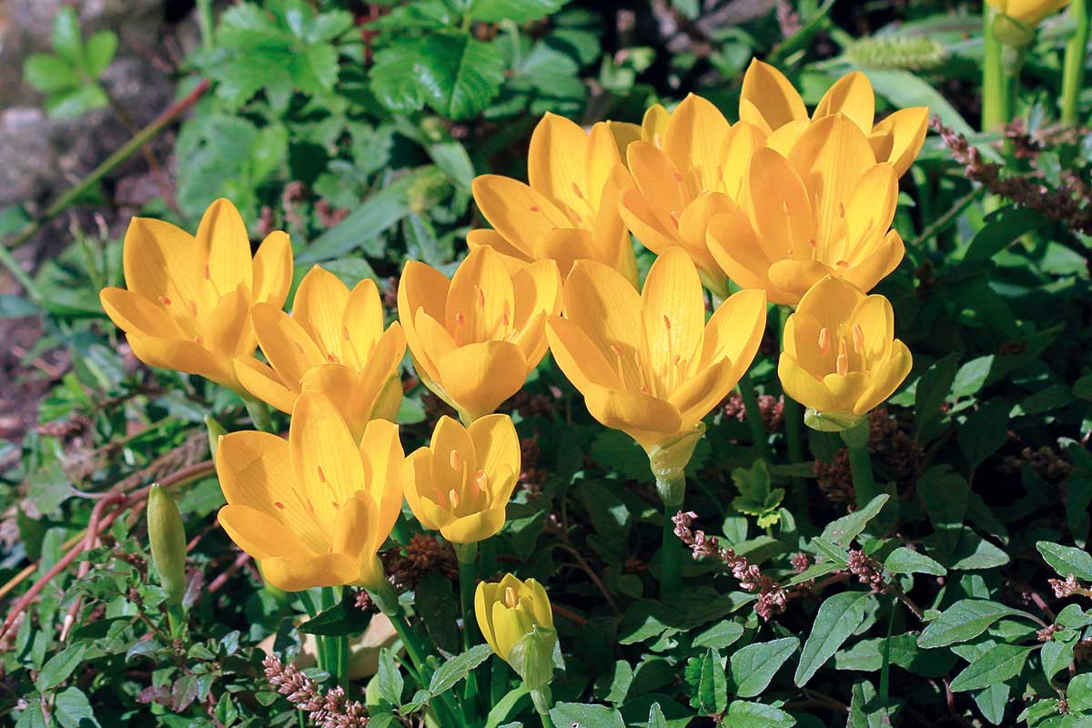 Šternbergia žltá