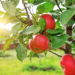 Výsadba ovocných stromov