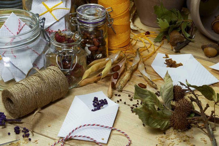 Pestovanie z vlastných semienok môže byť dobrodružstvom aj šetrením peňazí! Prečo to skúsiť a ako získať osivo?