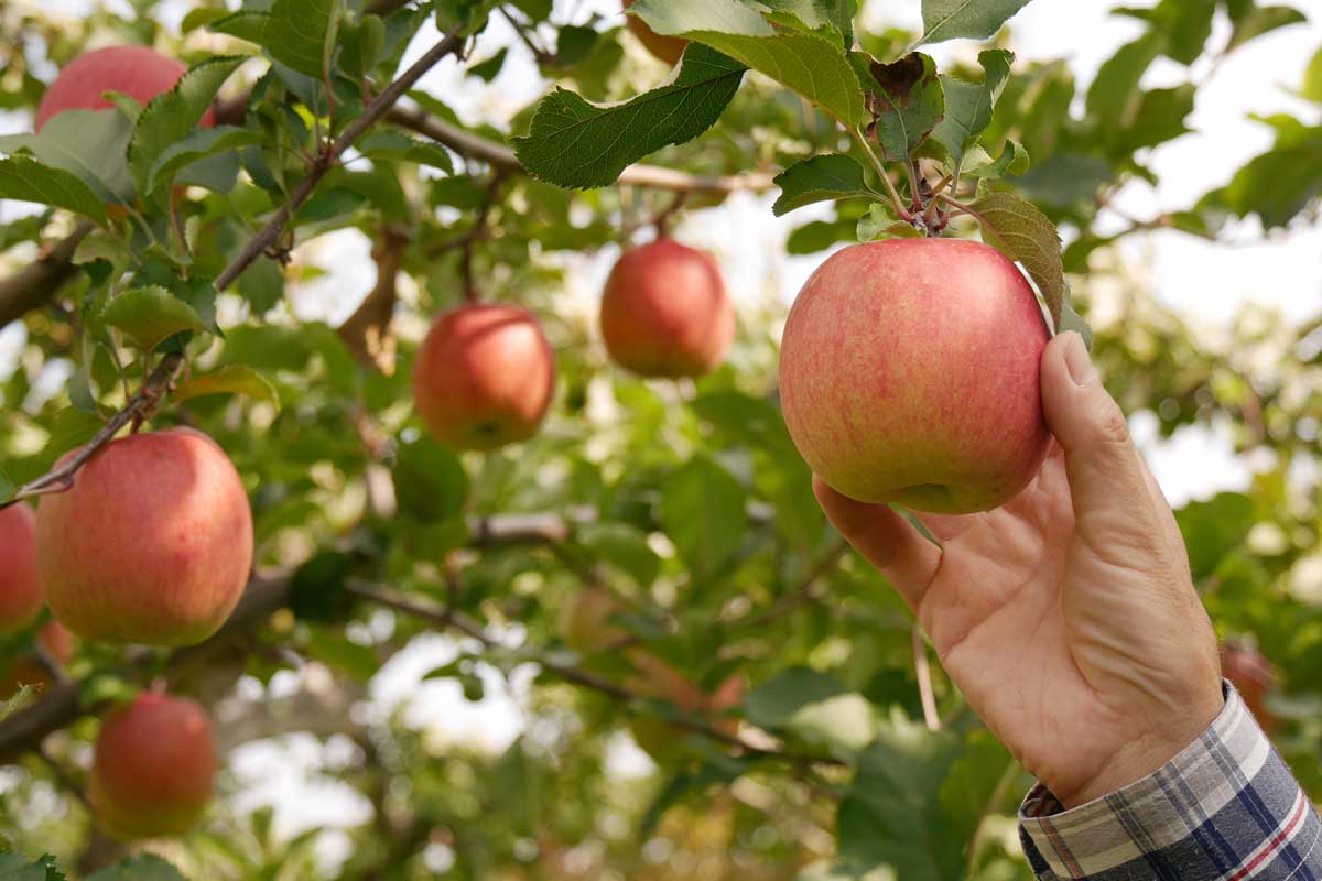 Jesenný zber úrody jabĺk