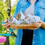 Zber vlastných semienok z kvetov a zeleniny v záhrade