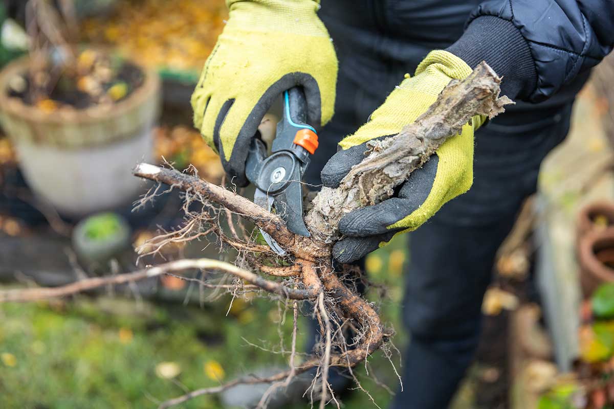 Vyberieme najsilnejšie korene z koreňového balu rastliny