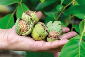 Ako ochrániť plody orecha pred vrtivkou