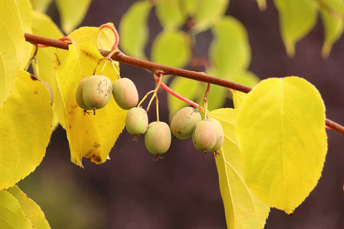 Aktinídia význačná (Actinidia arguta)