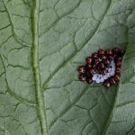 Bzdochy nezara viridula na spodnej strane listov paradajky