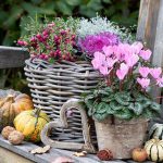 Najkrajšie jesenné rastliny