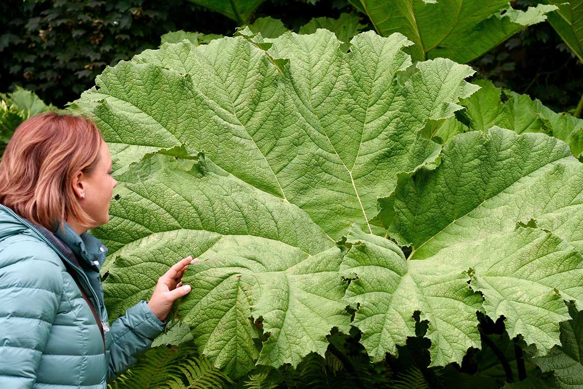 Gunnera manicata