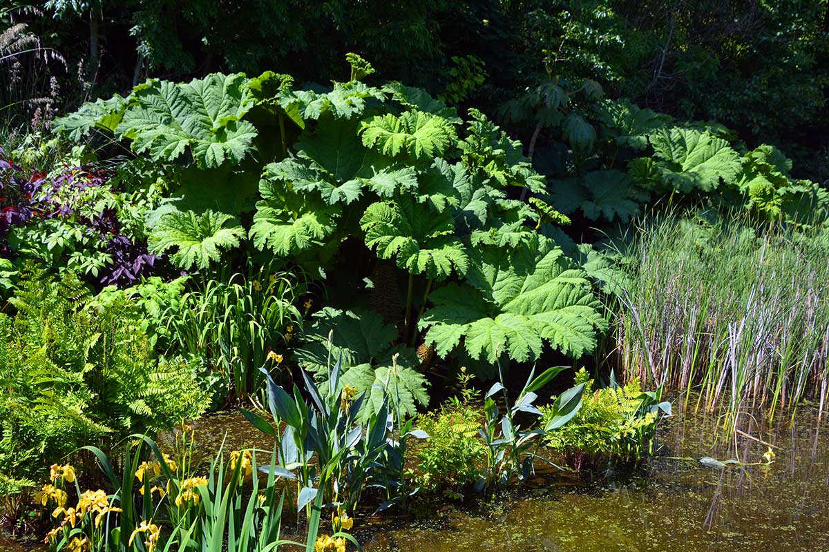 Gunnera manicata pri prírodnom jazierku