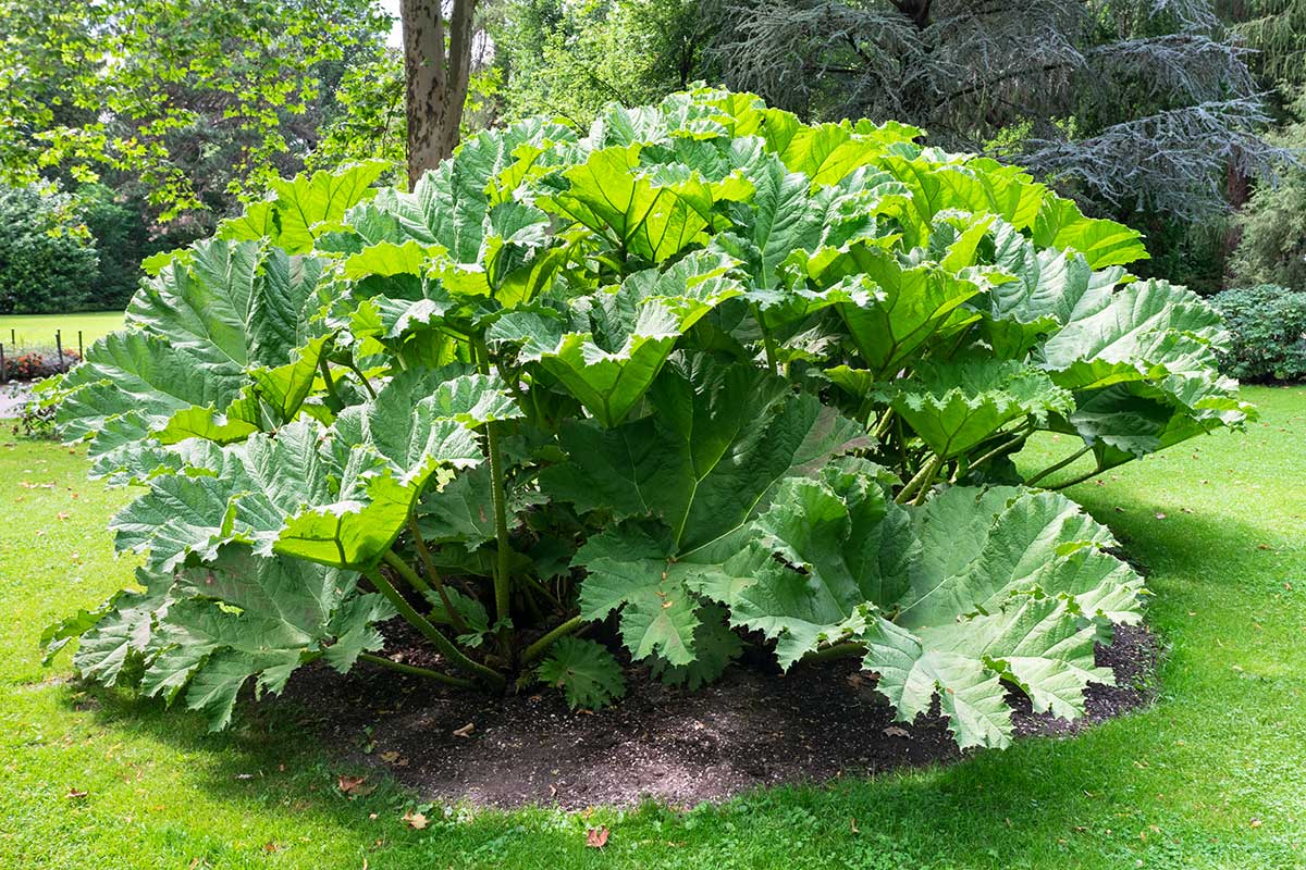 Gunnera manicata v záhrade