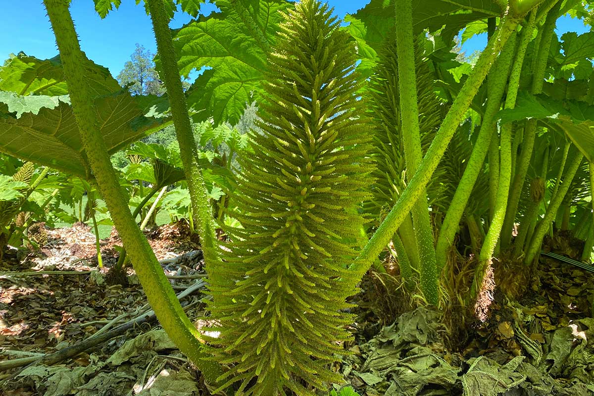 Gunnera tinctoria