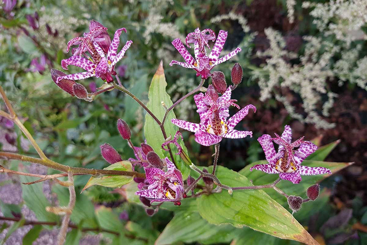 Tricyrtis hirta, kultivar Miyazaki