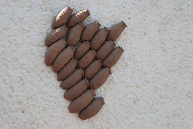 Aj vy ste objavili nezvyčajné hlinené hniezda? Prečítajte si, kto ich vytvoril a kde môžete ich výskyt nahlásiť