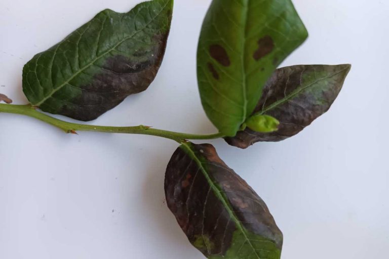 Hnednú vám listy na čučoriedke v kvetináči? Veľa ľudí robí túto chybu