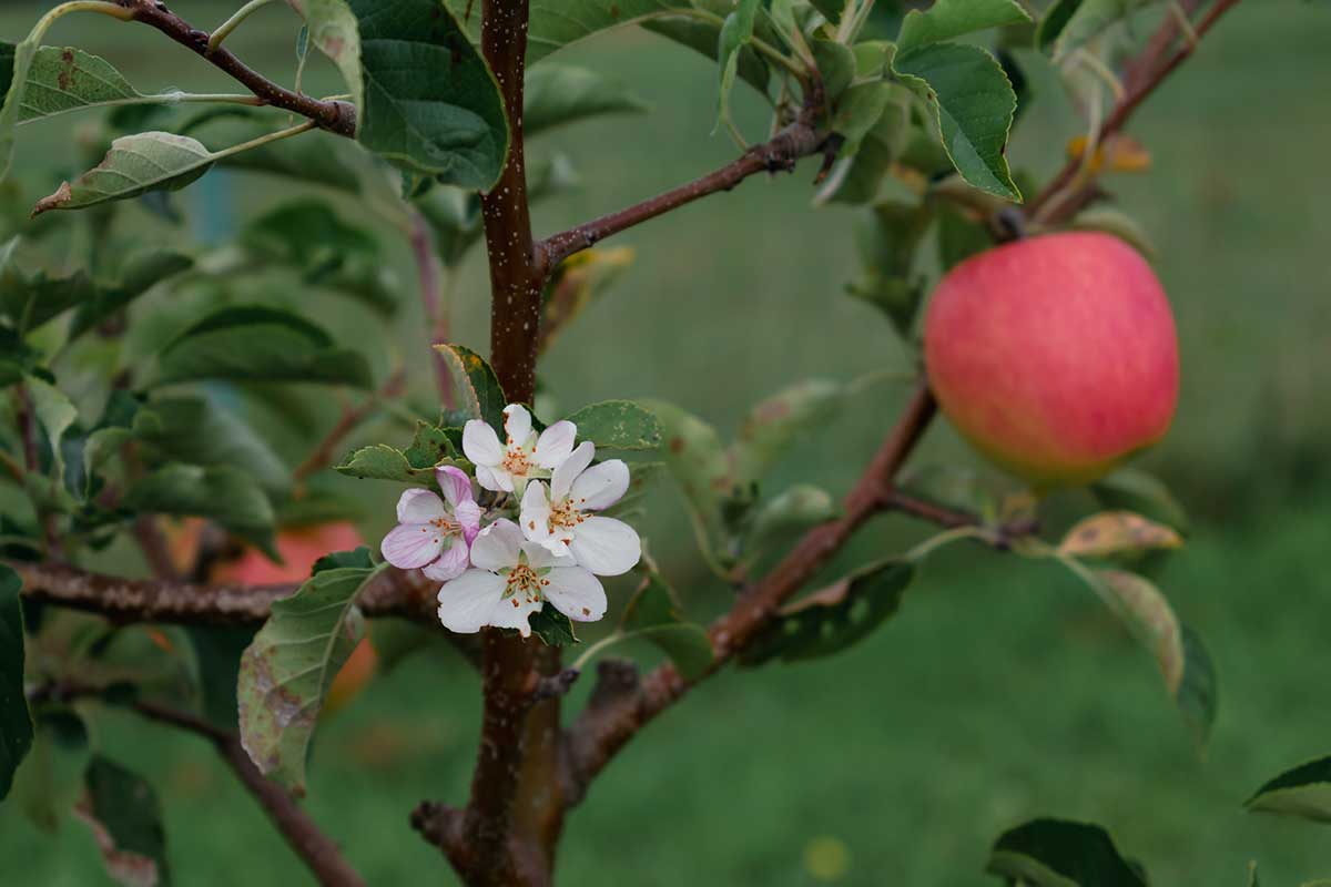 Kvitnúca jabloň v septembri