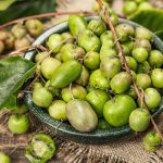 Minikivi - plody aktinídie význačnej