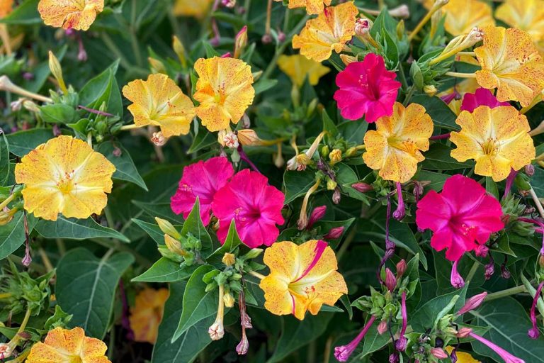 Nocovka: Takto ju zazimujte a na budúcu sezónu vás prekvapí skorším kvitnutím a bujnejším rastom