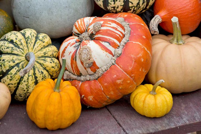 Od Sweet Dumpling po Jack O’Lantern: 8 najlepších odrôd tekvíc na varenie, pečenie aj vyrezávanie