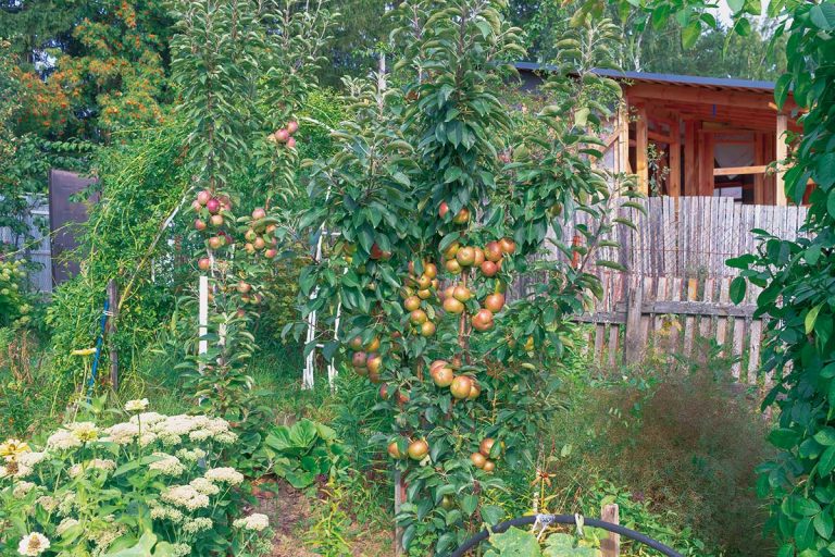 Výber ovocných stromov do malej záhrady