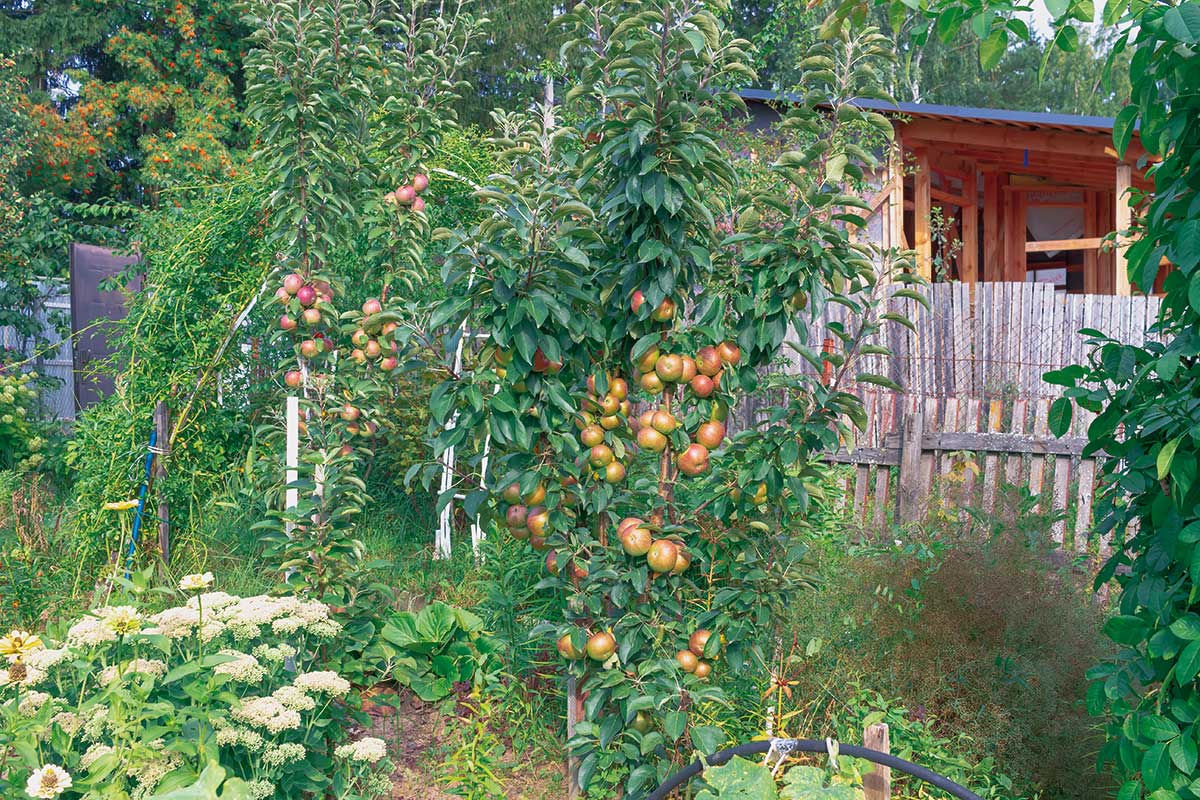 Výber ovocných stromov do malej záhrady