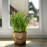 Pažítka v kvetináči na okennom parapete