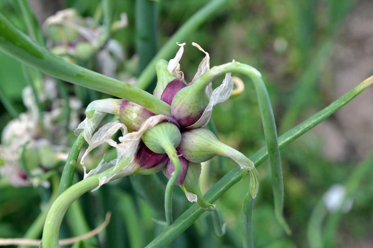 Poschodová alebo inak kráčajúca cibuľa Allium x Proliferum