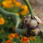 Poschodová alebo inak egyptská cibuľa