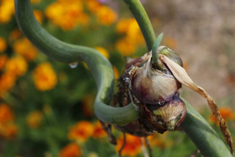 Poschodová cibuľa: Neobyčajný druh, ktorý bude „kráčať“ po vašej záhrade