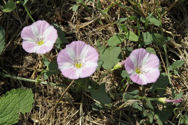 Ako sa zbaviť pupenca roľného v úžitkovej záhrade?