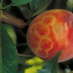 Nezvyčajná kruhová kresba na broskyni