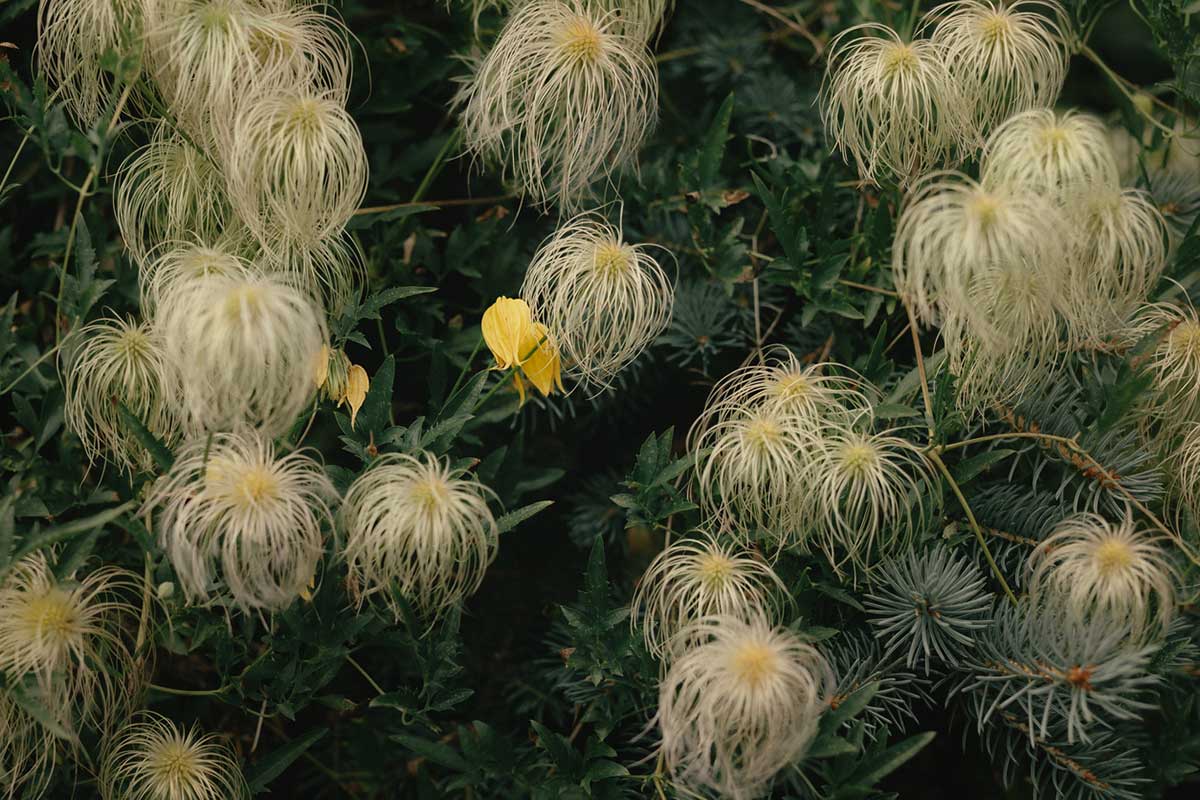 Semená a kvety plamienka tangutského
