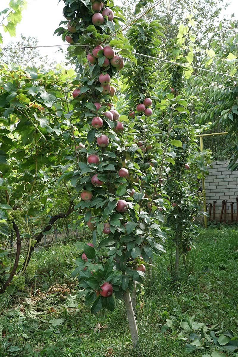 Stĺpovitá forma ovocného stromu - jablone