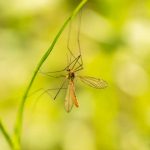 Gigantický komár tipuľa bahenná