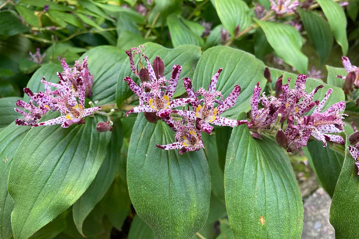 Tricyrtis hirta, známy ako záhradná orchidea