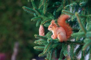Zákonom chránená veverica potrebuje k životu staré stromy. Čím ju môžeme prikrmovať?